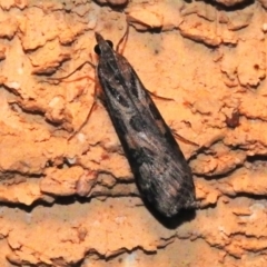 Nomophila corticalis (A Crambid moth (Spilomelinae) at Wanniassa, ACT - 13 Sep 2023 by JohnBundock
