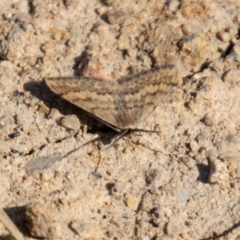 Scopula rubraria (Reddish Wave, Plantain Moth) at Cooleman Ridge - 13 Sep 2023 by SWishart