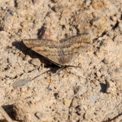 Scopula rubraria (Reddish Wave, Plantain Moth) at Tuggeranong, ACT - 13 Sep 2023 by SWishart