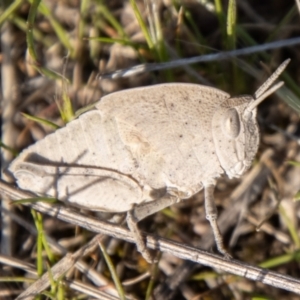 Goniaea australasiae at Chapman, ACT - 13 Sep 2023 03:36 PM