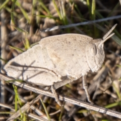 Goniaea australasiae (Gumleaf grasshopper) at Chapman, ACT - 13 Sep 2023 by SWishart