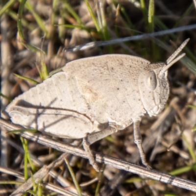 Goniaea australasiae (Gumleaf grasshopper) at Cooleman Ridge - 13 Sep 2023 by SWishart
