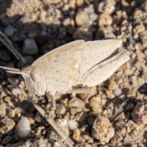 Goniaea australasiae at Chapman, ACT - 13 Sep 2023 03:36 PM