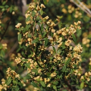 Pomaderris ledifolia at Tinderry, NSW - suppressed