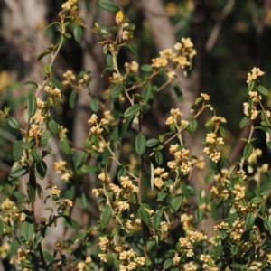 Pomaderris ledifolia at Tinderry, NSW - suppressed