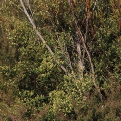Pomaderris ledifolia at Tinderry, NSW - 13 Sep 2023
