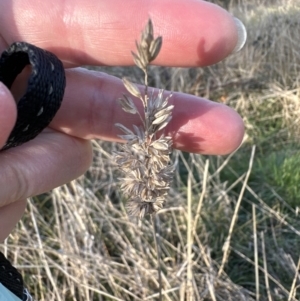 Phalaris aquatica at Aranda, ACT - 14 Sep 2023