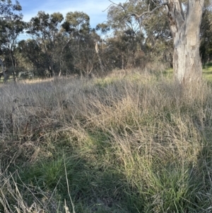 Phalaris aquatica at Aranda, ACT - 14 Sep 2023