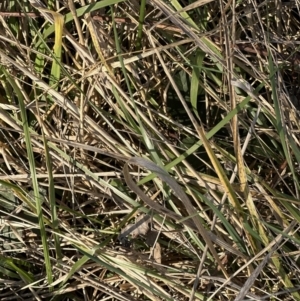 Phalaris aquatica at Aranda, ACT - 14 Sep 2023 04:37 PM