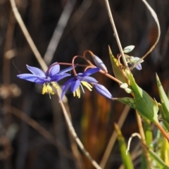 Stypandra glauca (Nodding Blue Lily) at Tinderry, NSW - 13 Sep 2023 by RAllen