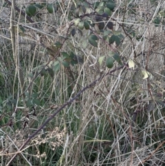 Rubus anglocandicans (Blackberry) at Aranda, ACT - 14 Sep 2023 by lbradley