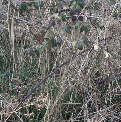 Rubus anglocandicans (Blackberry) at Aranda, ACT - 14 Sep 2023 by lbradley