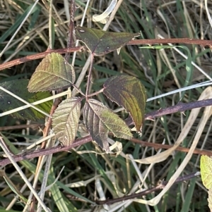 Rubus anglocandicans at Aranda, ACT - 14 Sep 2023