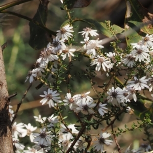 Olearia iodochroa at Tinderry, NSW - 13 Sep 2023