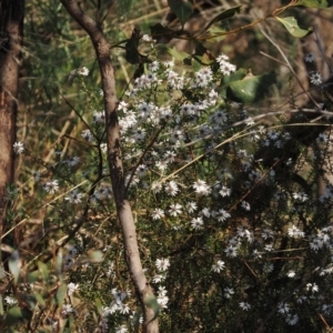 Olearia iodochroa at Tinderry, NSW - 13 Sep 2023