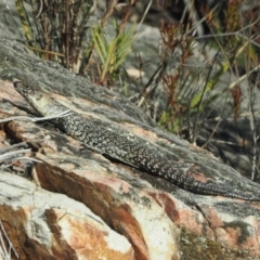 Egernia cunninghami (Cunningham's Skink) at Tinderry, NSW - 13 Sep 2023 by RAllen