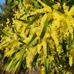 Acacia floribunda (White Sally Wattle, Gossamer Wattle) at Isaacs Ridge and Nearby - 14 Sep 2023 by Mike
