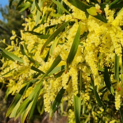 Acacia floribunda (White Sally Wattle, Gossamer Wattle) at Isaacs Ridge and Nearby - 14 Sep 2023 by Mike