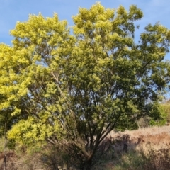Acacia floribunda at Isaacs, ACT - 14 Sep 2023