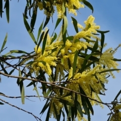 Acacia floribunda at Isaacs, ACT - 14 Sep 2023 04:18 PM