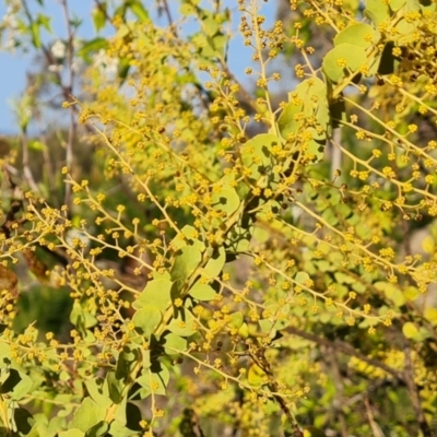 Acacia pravissima (Wedge-leaved Wattle, Ovens Wattle) at Isaacs Ridge and Nearby - 14 Sep 2023 by Mike