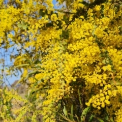 Acacia pravissima at Isaacs, ACT - 14 Sep 2023 04:13 PM