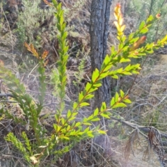 Acacia sp. (A Wattle) at Isaacs, ACT - 14 Sep 2023 by Mike