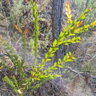 Acacia sp. (A Wattle) at Isaacs Ridge and Nearby - 14 Sep 2023 by Mike