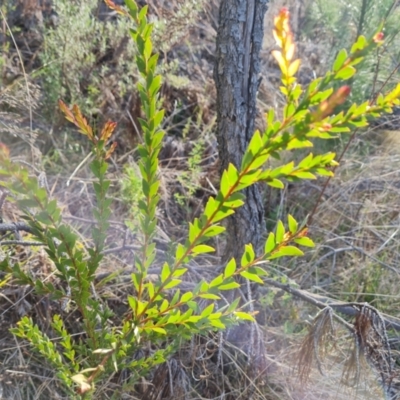 Acacia (genus) (A Wattle) at Isaacs, ACT - 14 Sep 2023 by Mike