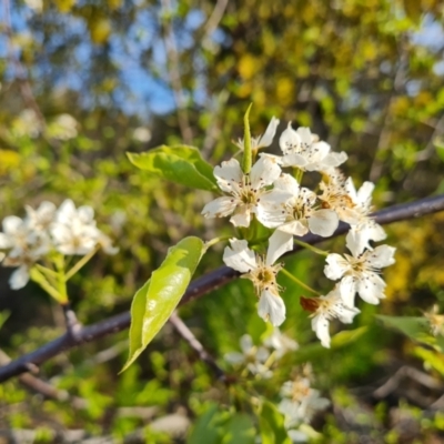 Malus pumila at Isaacs, ACT - 14 Sep 2023 by Mike