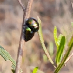 Callidemum hypochalceum (Hop-bush leaf beetle) at Jerrabomberra, ACT - 14 Sep 2023 by Mike