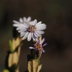 Olearia montana at Tinderry, NSW - 13 Sep 2023 by RAllen