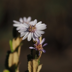 Olearia montana at Tinderry, NSW - 13 Sep 2023