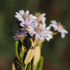 Olearia montana at Tinderry, NSW - 13 Sep 2023 04:17 PM