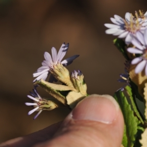 Olearia montana at Tinderry, NSW - 13 Sep 2023 04:17 PM