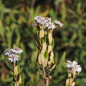 Olearia montana at Tinderry, NSW - 13 Sep 2023