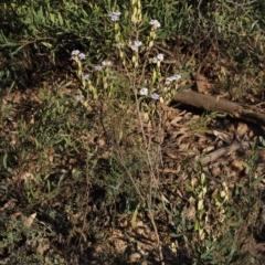 Olearia montana at Tinderry, NSW - 13 Sep 2023 04:17 PM