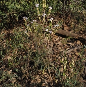 Olearia montana at Tinderry, NSW - 13 Sep 2023