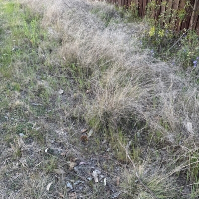 Eragrostis curvula (African Lovegrass) at Aranda, ACT - 14 Sep 2023 by lbradley