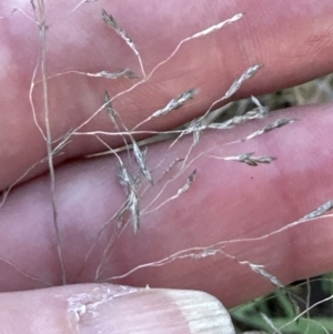 Eragrostis curvula at Aranda, ACT - 14 Sep 2023