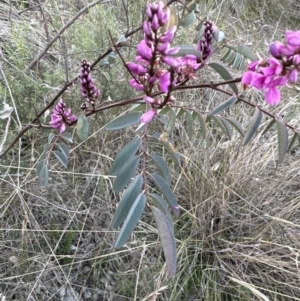 Indigofera australis subsp. australis at Aranda, ACT - 14 Sep 2023