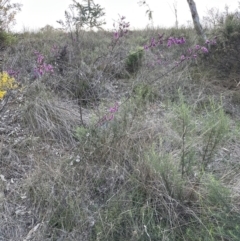 Indigofera australis subsp. australis at Aranda, ACT - 14 Sep 2023