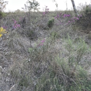 Indigofera australis subsp. australis at Aranda, ACT - 14 Sep 2023 05:09 PM