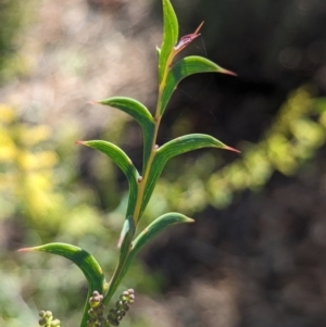 Acacia triptera at Mount Hope, NSW - suppressed