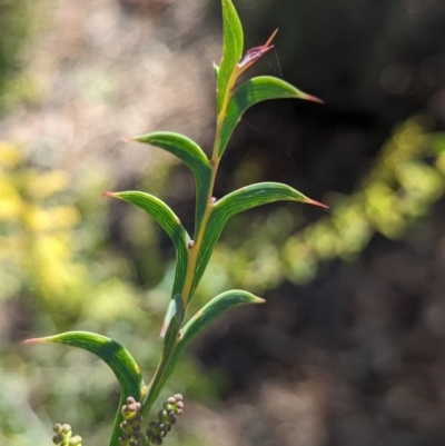 Acacia triptera (Spur-wing Wattle) at Nombinnie Nature Reserve - 9 Sep 2023 by Darcy