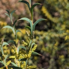 Acacia triptera at Mount Hope, NSW - suppressed