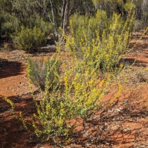 Acacia triptera at Mount Hope, NSW - suppressed