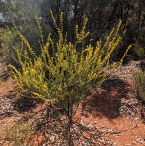 Acacia triptera at Mount Hope, NSW - 9 Sep 2023