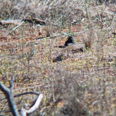 Rhipidura leucophrys (Willie Wagtail) at Round Hill Nature Reserve - 9 Sep 2023 by Darcy