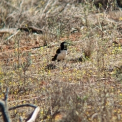 Rhipidura leucophrys at Euabalong, NSW - 9 Sep 2023